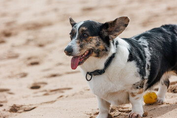 Cardigan welsh corgi standing on sandy beach, tongue out, yellow ball nearby, basking in sunlight during playful outdoor moment
