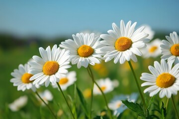 Fototapeta premium Bright white daisies bloom in a sunny meadow, showcasing nature's beauty during springtime