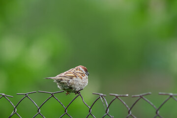 sparrow