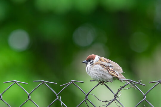 sparrow