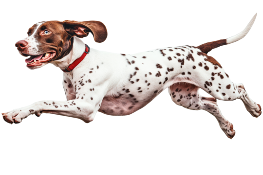 Energetic dog leaping joyfully in a playful moment