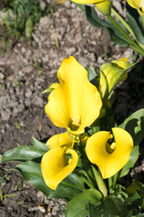 Beautiful blooming Calla lily flowers.