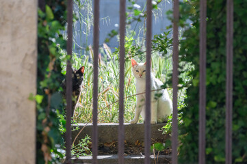 Cat on the fence at southern France