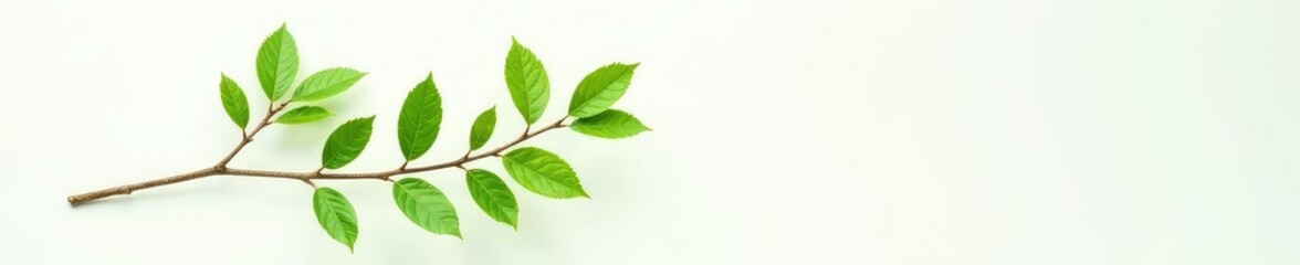 Fototapeta premium Leafy branch with delicate green leaves against a crisp white background, nature, floral, botanical