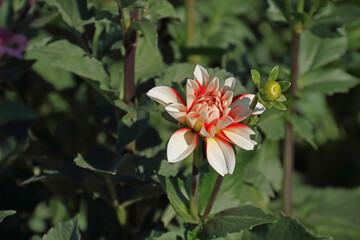 Dahlias or georgines in full bloom in the sunshine