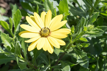 Beautiful blue-eyed daisy flower.
