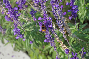 a hungry bumblebee captured on a flowering sage plant outdoors