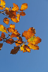 a branch with autumn-colored foliage of a German oak tree in the sunlight