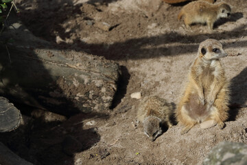 Meerkat in the midday sun with young animal sitting on a stone
