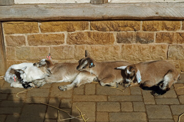 Young domestic goat relaxing in the sun dozing