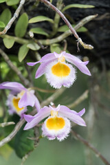 Beautiful Loddiges' Dendrobium (Dendrobium loddigesii) flowers.