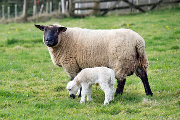 New four day old lamb with Mum
