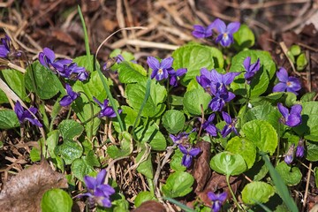 Violet flowers in the garden