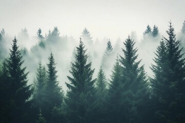 Fototapeta premium Misty mountain landscape with mysterious fir forest