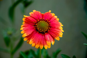 Gaillardia pulchella flower