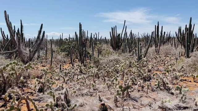 Cactuses in a dry, arid landscape under a bright blue sky on the island of Cubagua, Venezuela.