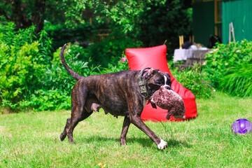 Beautiful brindle boxer dog is playing outside with a big toy on the green grass