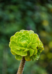 Aeonium Arboreum flower