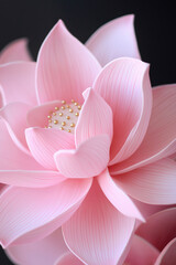 Fototapeta premium Pink lotus flower showcasing intricate petals and delicate details in a serene setting