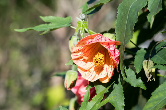 Beautiful Chinese lantern flower.