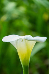 Arum Lily flower
