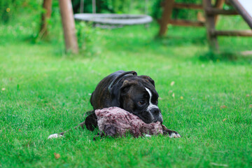 Beautiful brindle boxer dog is playing outside with a big toy on the green grass