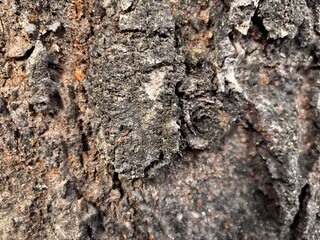 close up wood texture background, natural abstract wood texture background