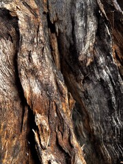 close up wood texture background, natural abstract wood texture background