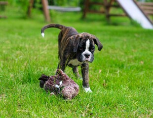 Beautiful little brindle boxer puppy is playing outside on the green grass