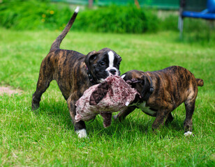 Two brindle little boxer puppies are playing outside on the green grass