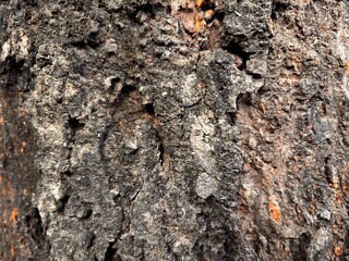 close up wood texture background, natural abstract wood texture background
