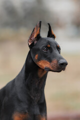 adult dog doberman pinscher portrait 