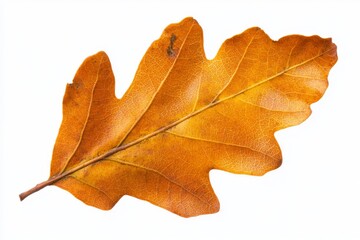 Fototapeta premium Bright orange oak leaf lying flat against a white background showcasing fall's vibrant colors and intricate vein patterns