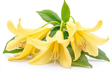 Bright yellow blooms showcasing the beauty of spring flowers in a vibrant natural setting