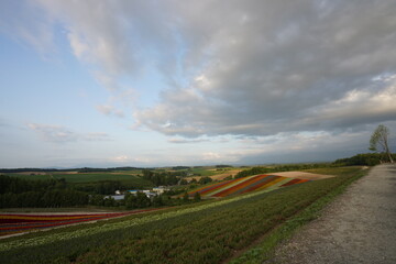 colorful and beautiful lined up flower fields and road in summer in Hokkaido, Japan