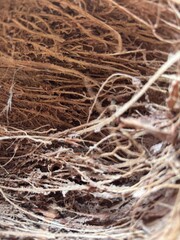 natural coconut fiber abstract background
