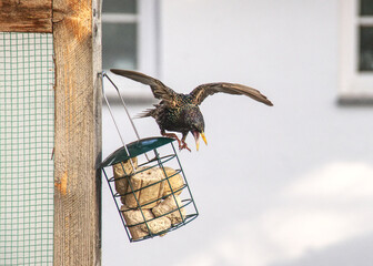 A starling (Sturnus vulgaris) defends its feeding place