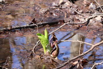 New vegetation growing in the wetlands in spring.