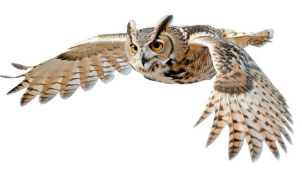 Obraz premium Majestic Owl in Flight: Capturing the grace and power of a magnificent owl soaring through the sky. The photograph highlights its striking features, from its piercing eyes to its outstretched wings.