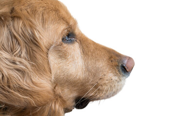 Golden retriever dog profile on white background