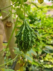 close up of a branch of a bitter gourd