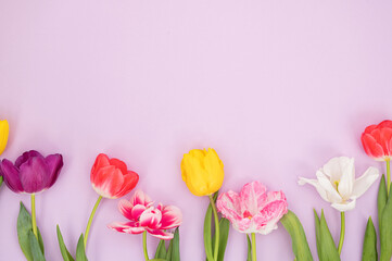 Colorful tulip arrangement on pastel purple background