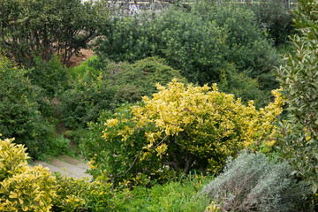 Lush green garden with yellow-leafed bushes and dense foliage