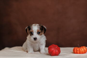 The puppy Jack Russell terrier	
