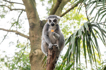 World Lemur Day Curious Lemur Snacking on a Tree Branch in Lush Greenery