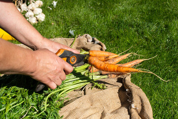 International Carrot Day Freshly Harvested Carrots Being Trimmed on a Burlap Cloth Outdoors