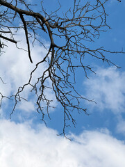 Solitary blossom