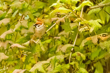 Passer montanus, Eurasian tree sparrow, on a sunny summer day
