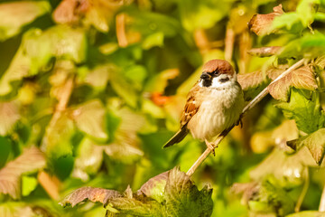 Passer montanus, Eurasian tree sparrow, on a sunny summer day