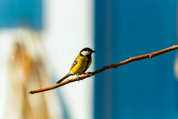 Parus major, great tit, on a sunny summer day